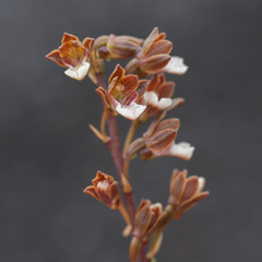 Eulophia micrantha