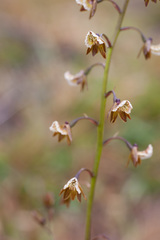 Eulophia bolusii