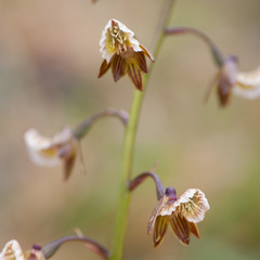 Eulophia bolusii