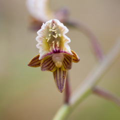Eulophia bolusii