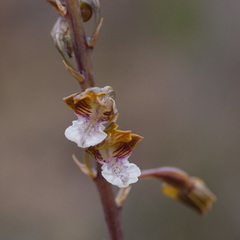 Eulophia micrantha