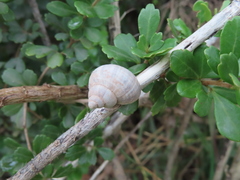 Tropidophora