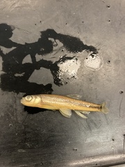 Notropis spectrunculus