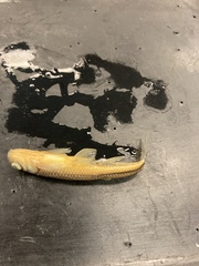 Notropis spectrunculus