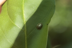 Cteisella confusa