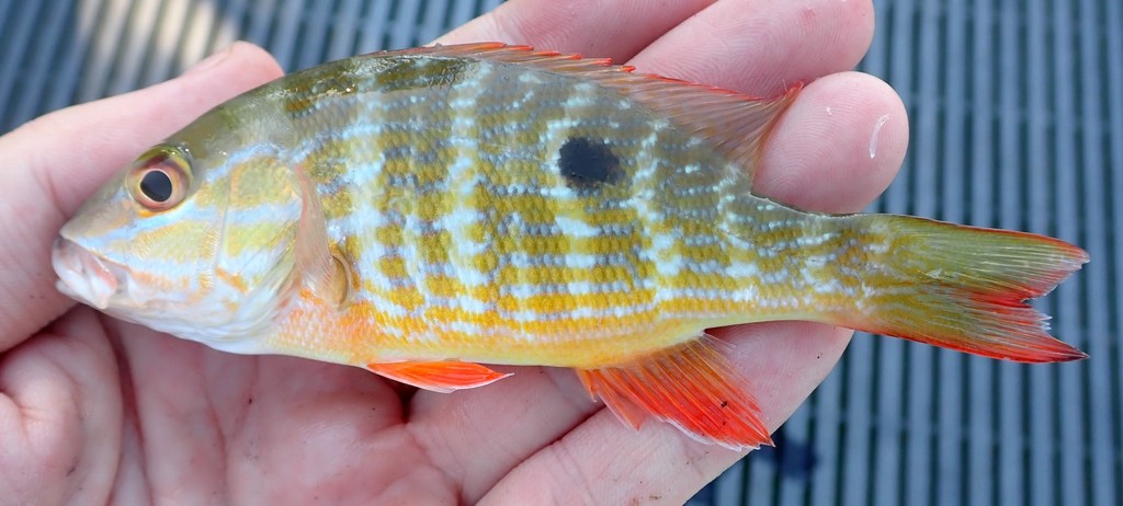 Mutton Snapper