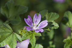 Malva sylvestris sylvestris