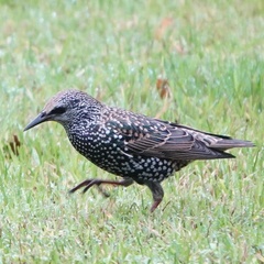 Sturnus vulgaris