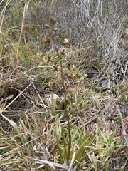 Eulophia bolusii