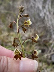 Eulophia bolusii