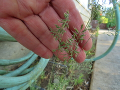 Festuca saximontana purpusiana