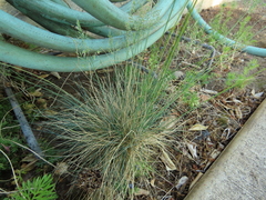 Festuca saximontana purpusiana