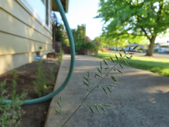 Festuca saximontana purpusiana