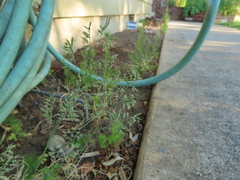 Festuca saximontana purpusiana