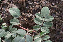 Astragalus kelseyae