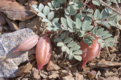 Astragalus kelseyae