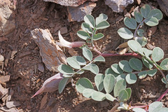 Astragalus kelseyae