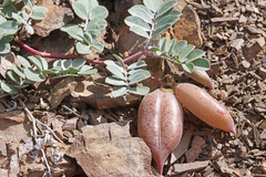 Astragalus kelseyae