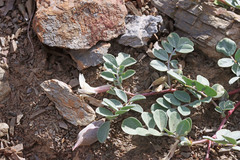 Astragalus kelseyae