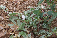 Astragalus kelseyae