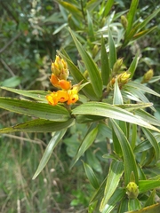 Elleanthus aurantiacus