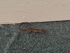 Anolis sagrei