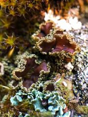 Psoroma hypnorum
