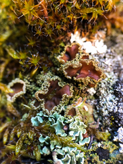 Psoroma hypnorum