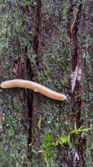 Polyzoniidae