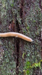 Polyzoniidae