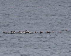 Somateria mollissima