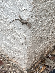 Sceloporus clarkii