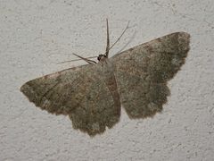 Dicrognophos sartata