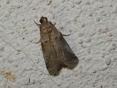 Acrobasis fallouella