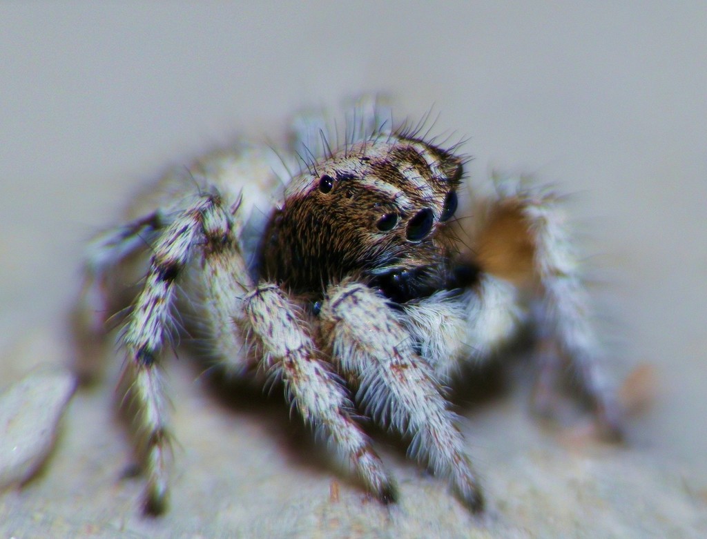 Aelurillus aeruginosus