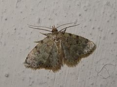 Orectis massiliensis