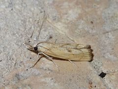 Agriphila brioniellus