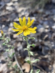 Heterotheca polothrix