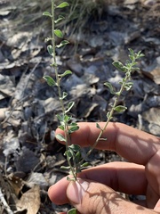 Heterotheca polothrix