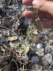 Heterotheca polothrix