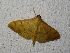 Patania balteata