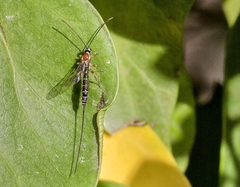 Perithous septemcinctorius