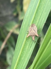 Euschistus cornutus