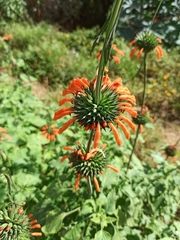 Leonotis nepetifolia
