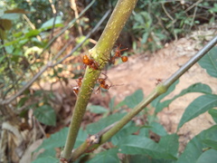 Megalomyrmex leoninus