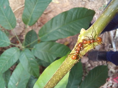 Megalomyrmex leoninus