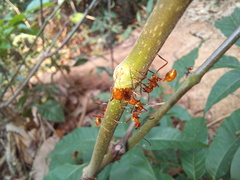 Megalomyrmex leoninus