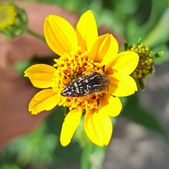 Acmaeodera mudgei