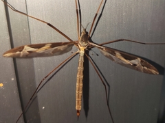 Tipula repanda