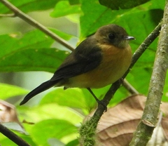 Myiobius villosus